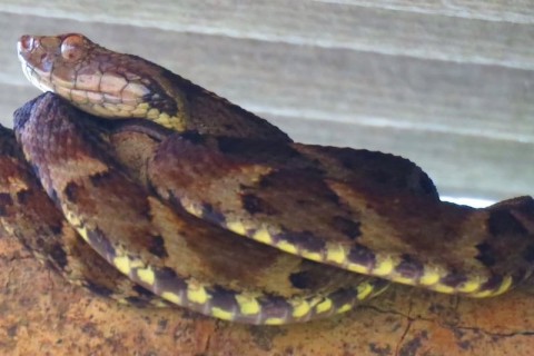 Ipiaú é a 10ª cidade da Bahia com mais registros de picadas de serpentes