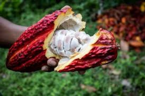 Para indústria, suspensão de importação de cacau é fruto de equivoco