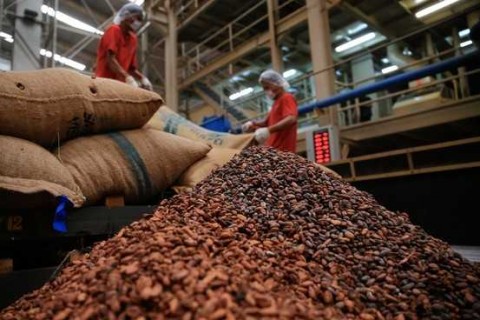 Governo publica Medida Provisória que limita para 06 meses o estoque de cacau importado