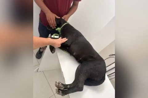 Cachorro morre e outro fica ferido após serem alvos de tiros de espingarda na Bahia